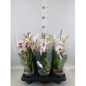 Phalaenopsis multi. 'FC Safe Haven'