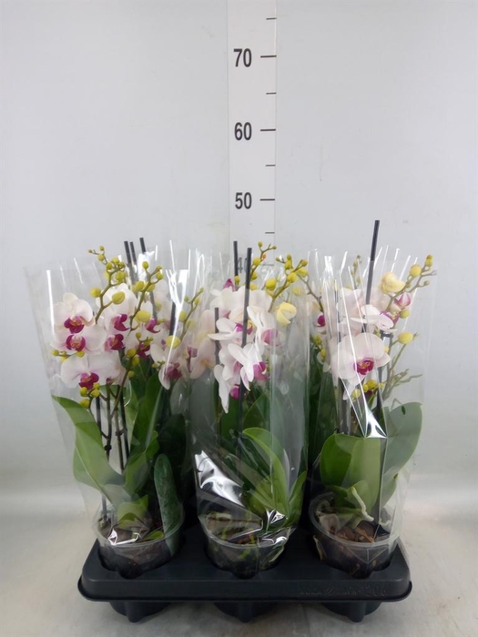 <h4>Phalaenopsis multi. 'FC Safe Haven'</h4>