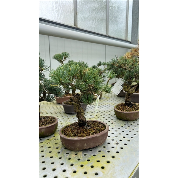 <h4>Pinus parviflora, 15cm.</h4>