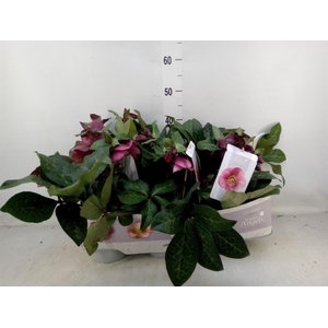Helleborus  'Fkiss Charmer'