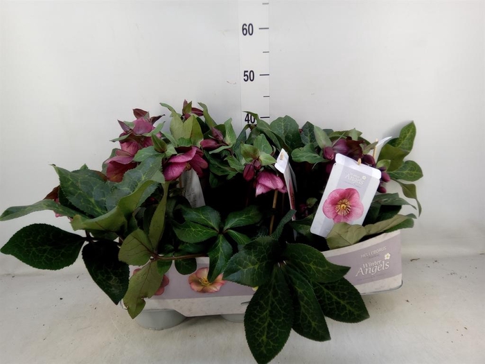<h4>Helleborus 'Fkiss Charmer'</h4>