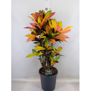 Codiaeum var. KL 'Mrs Iceton'