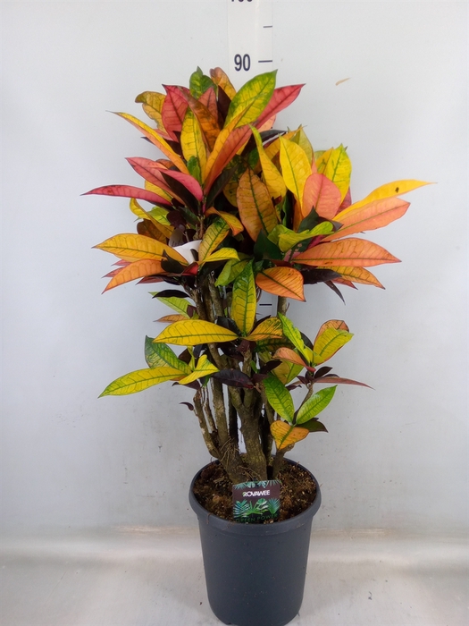 <h4>Codiaeum var. KL 'Mrs Iceton'</h4>