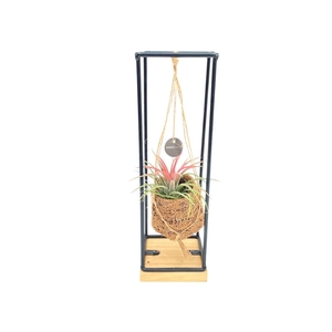 Kokodama Birdnest 7 cm Industrial Hanging Tillandsia