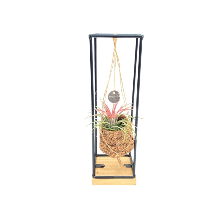 <h4>Kokodama Birdnest 7 cm Industrial Hanging Tillandsia</h4>