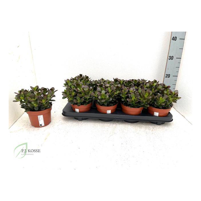 <h4>Crassula ovata Minor 12Ø 15cm</h4>