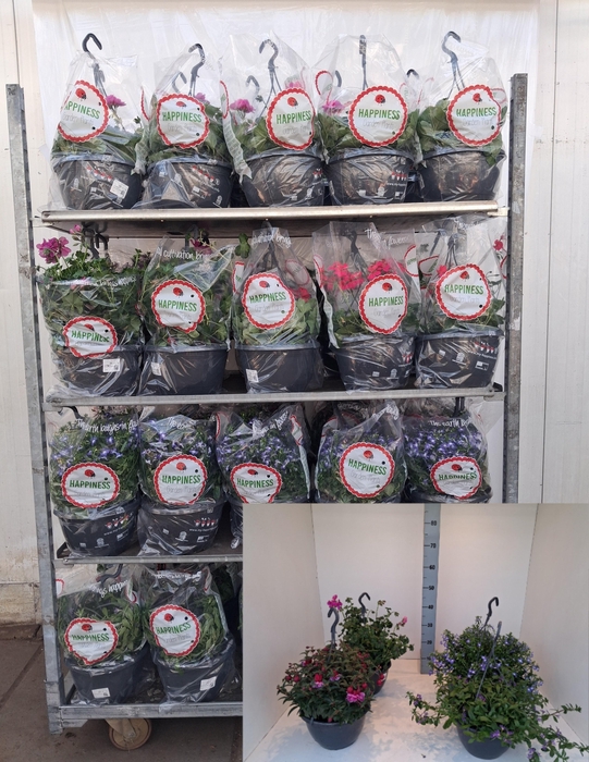 <h4>PERKPL MIXK</h4>