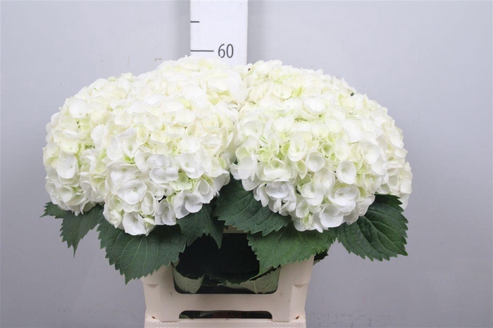 <h4>Hydr M Mag Cryst Pal</h4>