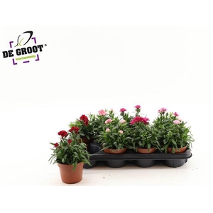 DIANTHUS OSCAR MIX P12