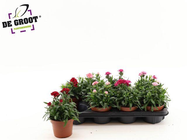 <h4>DIANTHUS OSCAR MIX P12</h4>