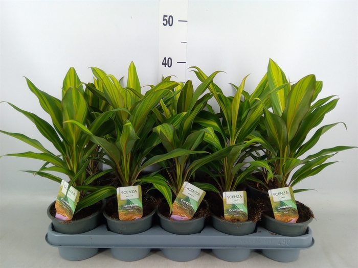 <h4>Cordyline fruti. 'Kiwi'</h4>