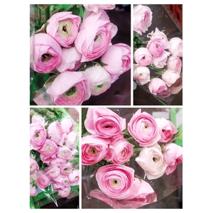 Ranunculus Pink