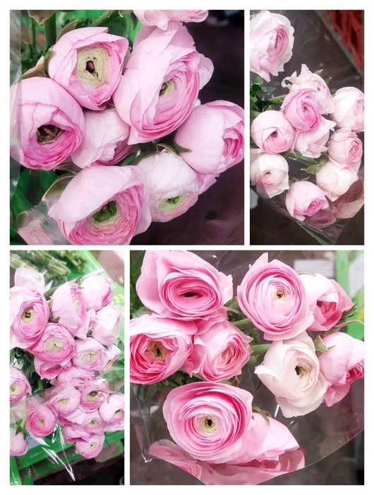 <h4>Ranunculus Pink</h4>