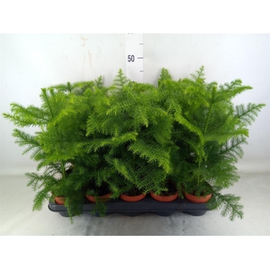 Araucaria heterophylla