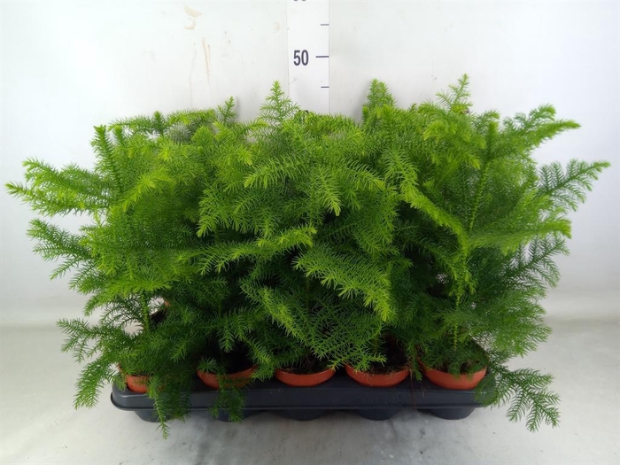 <h4>Araucaria heterophylla</h4>