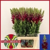 Antirrhinum Po Red