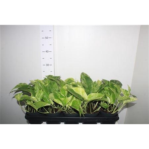 Epipr Marble Queen