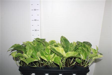 <h4>Epipr Marble Queen</h4>