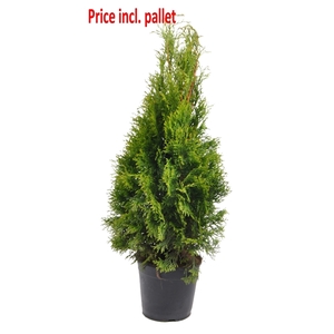 Thuja occ. Smaragd, plantmaat 60-80 cm - Rondgestoken - PALLET