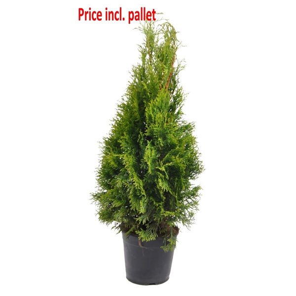 <h4>Thuja occ. Smaragd, plantmaat 60-80 cm - Rondgestoken - PALLET</h4>