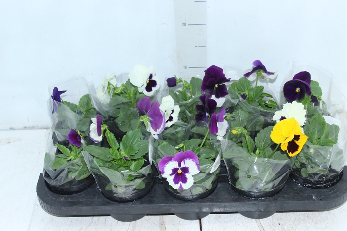 <h4>AMOR PERFEITO P11</h4>