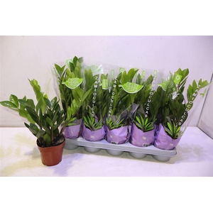 Zamioculcas Zamiifol