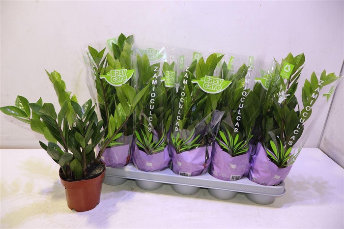 <h4>Zamioculcas Zamiifol</h4>
