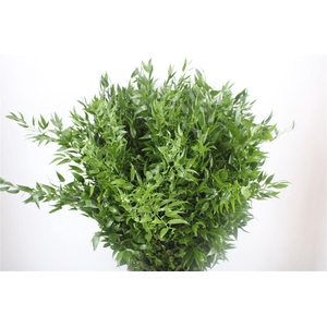 Ruscus Medium 200gr P Bunch