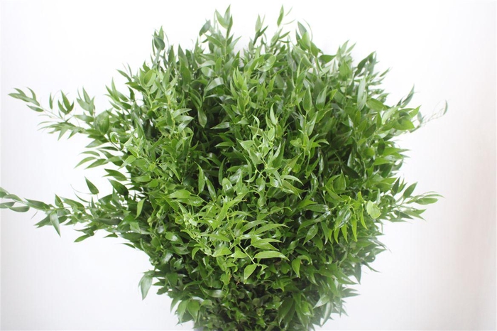 <h4>Ruscus Medium 200gr P Bunch</h4>