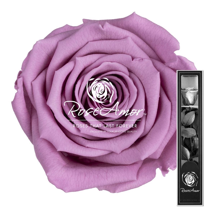 <h4>30cm Stem Vio02</h4>