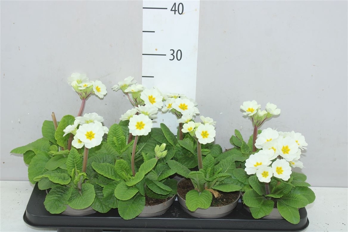 <h4>Primula Elatior White</h4>