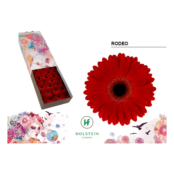 <h4>Ge Gr Rodeo Red</h4>