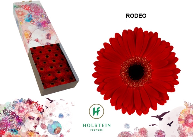 <h4>Ge Gr Rodeo Red</h4>