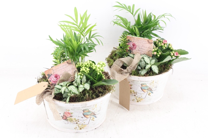 <h4>arr2 TD - Schaal rond bird - roze/wit</h4>