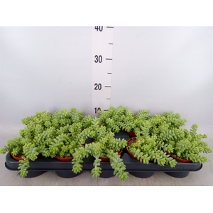 Sedum burrito
