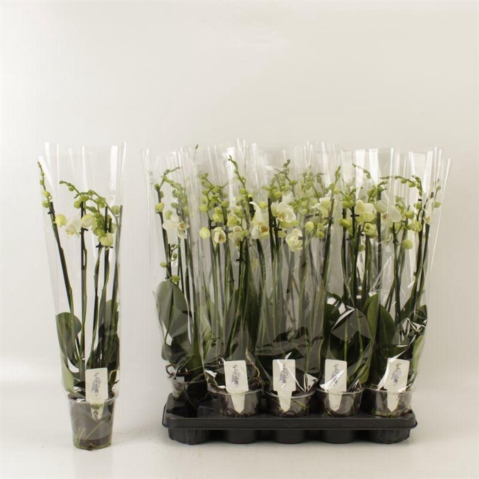 <h4>PHAL OV WIT</h4>