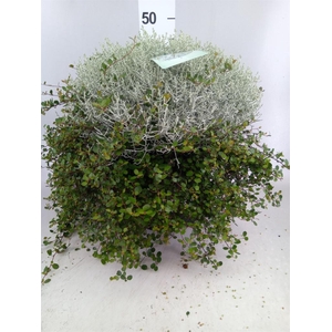 Leucophyta brownii