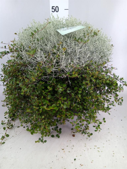 <h4>Leucophyta brownii</h4>