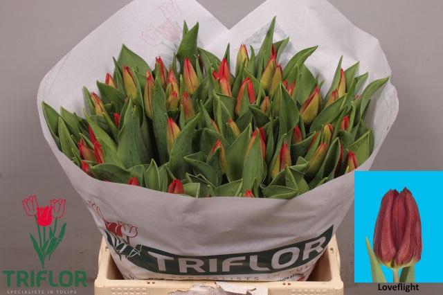 <h4>TU EN LOVEFLIGHT</h4>