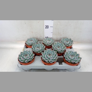 Echeveria   ...