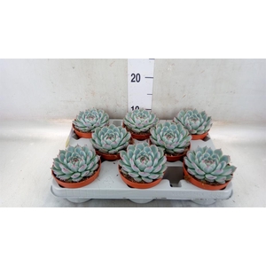 Echeveria   ...