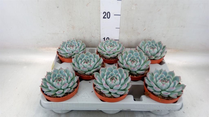 <h4>Echeveria   ...</h4>