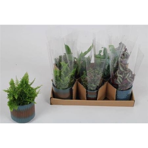 KAMERPL GEM OV stock