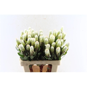 Protea Mundi White