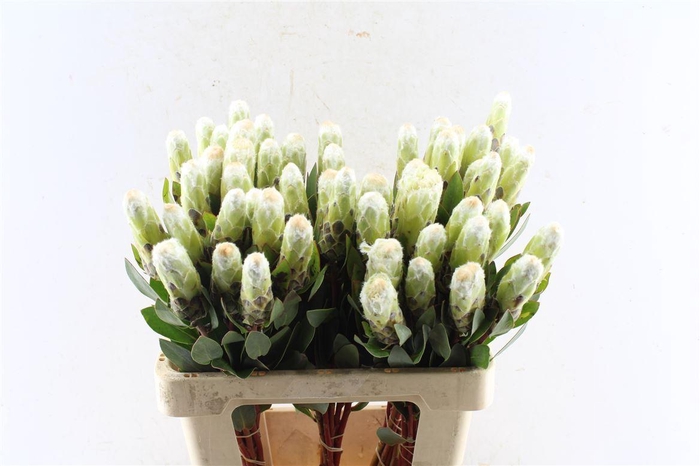 <h4>Protea Mundi White</h4>