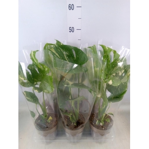 Monstera delic. 'Thai Constellatio'