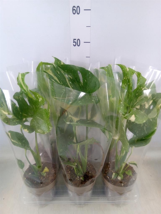 <h4>Monstera delic. 'Thai Constellatio'</h4>