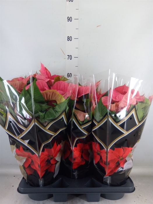 <h4>Euphorbia pulc. 'Christ Feel Pink'</h4>