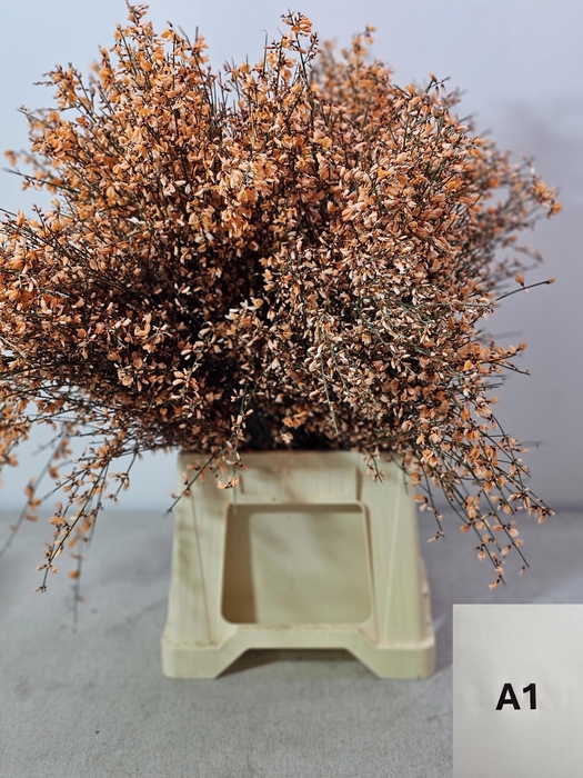 <h4>GINGSTER PB ORANJE</h4>