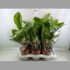 Aglaonema   ...